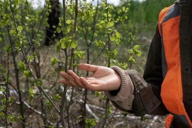 Обрезка деревьев в условиях севера: особенности и рекомендации